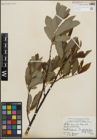 Foto von Salix humilis Marshall